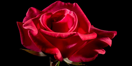 美麗的玫瑰竟是醫療秘寶！助消化、維持血壓通通行，讓人一路從內美到外！