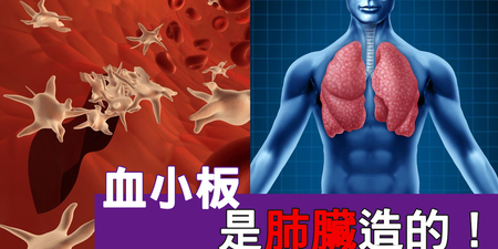 醫界突破！「護肺」就是護血，「血小板」是「肺臟」製造！｜每日健康Health