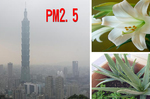 天天吸「PM2.5」就是慢性自殺！快種三大「空氣清道夫」根除你家的毒素和過敏有害物！｜每日健康 Health