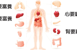身體器官也有窮富養之分：心要窮養、肺要富養；腎要窮養、肝要富養，你養對了嗎？