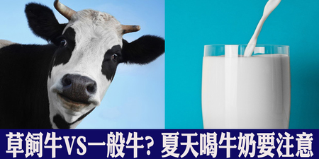 草飼牛VS一般牛營養評比。專家：夏天喝牛奶要注意這幾點，否則天天跑廁所｜每日健康Health