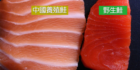 四成「野生鮭」都是「養殖鮭」！買鮭魚必學「兩大技巧」以免吃進大量色素、抗生素｜每日健康 Health