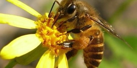 「蜂蜜」勿亂吃，不小心可能要命！專家：這個年紀需特別注意！