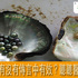 「珍珠粉」是養顏美容聖品,還能去痘?醫:這類人用了皮膚反而更容易爛掉!