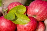 整顆都是抗癌因子！蘋果果皮、果蠟都能吃，吃對時間還能抗老、減肥｜每日健康 Health