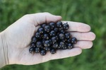 打敗藍莓、蔓越莓！花青素之王竟是這顆黑色小鋼炮，護眼、解毒、抗老效果猛增170%｜每日健康 Health