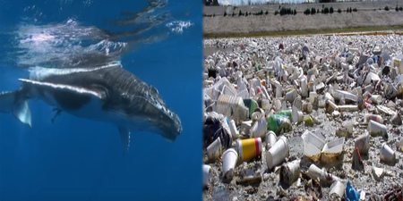 海洋成塑膠濃湯！　「塑膠垃圾」滲入食物鏈人體腸壁、循環系統大浩劫