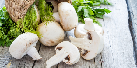 日本研究：蘑菇獨有「PSK多醣體」能抑制癌細胞、治療癌症