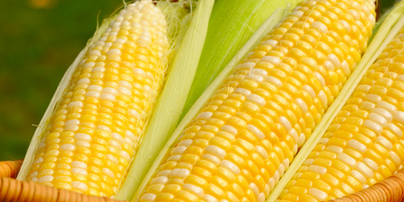 「玉米」是血管的清道夫，營養師教你聰明吃法：降脂、降壓、降糖吃玉米就對了！
