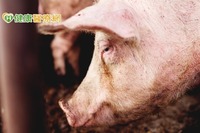 首現H1N2v流感病毒案例　常存在豬隻中