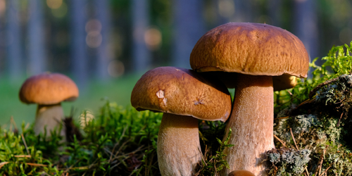 為什麼男性的丁丁長得像蘑菇？　專家：這是丁丁進化成「工具」的證明！