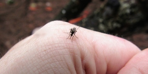 蚊子叮包2個NG行為！破皮發炎致黑色素沉澱　嚴重恐留疤