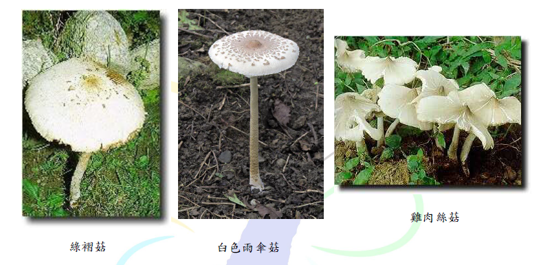 食藥署