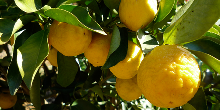 「柚」來了！中秋節必吃的柚子，竟有8種驚人功效！降血壓、抗衰老、減重它都行！