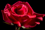 美麗的玫瑰竟是醫療秘寶！助消化、維持血壓通通行，讓人一路從內美到外！