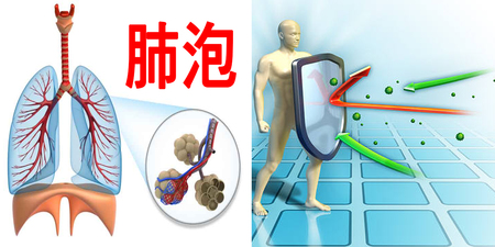 「自體」滅癌第一線藏在「肺泡」裡！「五臟」免疫好了，「癌細胞」臉就綠了！｜每日健康 Health