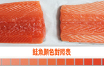 「深海、養殖」鮭魚哪種好？鮭魚顏色越「紅」越營養？答案出乎意料！｜每日健康Health