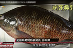 台灣首例！「吳郭魚」染病毒「大量暴斃」，專家呼籲買魚注意「這三點」，當心病死魚下肚恐「致命」｜每日健康 Health