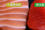 四成「野生鮭」都是「養殖鮭」！買鮭魚必學「兩大技巧」以免吃進大量色素、抗生素｜每日健康 Health