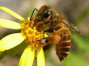 「蜂蜜」勿亂吃，不小心可能要命！專家：這個年紀需特別注意！