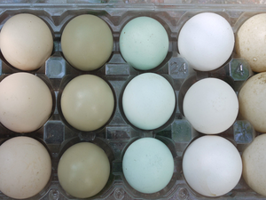 蛋不能用水洗？生雞蛋容易腸胃炎？「蛋營養」怎麼吃才安全｜每日健康 Health