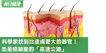 科學家發現比皮膚大的新器官，「癌症散布」與「針灸」都與他有關｜每日健康 Health