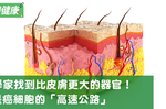 科學家發現比皮膚大的新器官，「癌症散布」與「針灸」都與他有關｜每日健康 Health