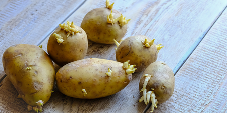 不只發芽的不能吃！馬鈴薯食用4禁忌要避開，尤其是糖尿病患
