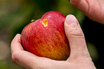 【癌症自找的】吃蘋果等於吞農藥下肚？毒素恐在血液中亂竄