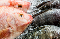 魚肉是最好的肉類，但「魚膽、魚卵、魚頭」哪個吃了會中毒？