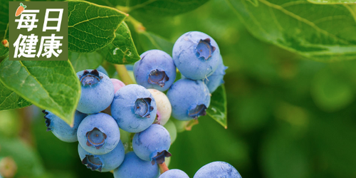 藍莓擁有超強抗氧化能力的「超級食物」！　研究證實：每天一把抗衰老、預防失智症