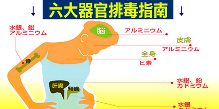 別再亂吃保健食品！一秒看懂「六大排毒器官」食物指南，排空體內毒素這樣吃！