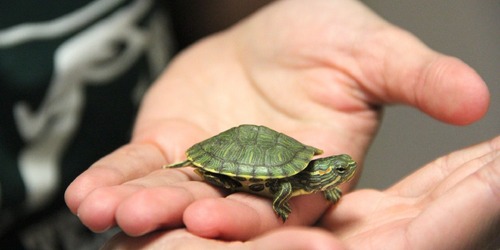 飼養寵物龜惹病！沙門氏桿菌爆發 美國4寸以下小龜被禁