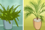 室內必備！「八種植物」就是天然的「空氣淨化器」：這樣放徹底「吸附毒素」，從此每一口都是新鮮空氣！