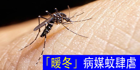 「為什麼蚊子總是愛叮我？」「暖冬」蚊子肆虐 你不可不知道的防蚊撇步｜每日健康Health