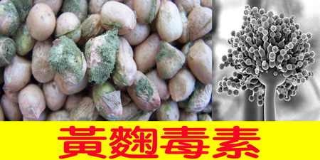 「黃麴毒素」只存在於花生中？錯，連乳製品、動物內臟都可能受毒素污染！長期吃恐誘發肝癌！｜每日健康Health