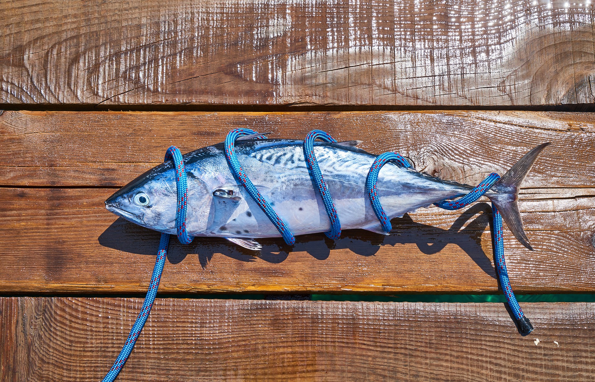 人到中年要多吃「這種」魚！研究：每週至少1份防失智