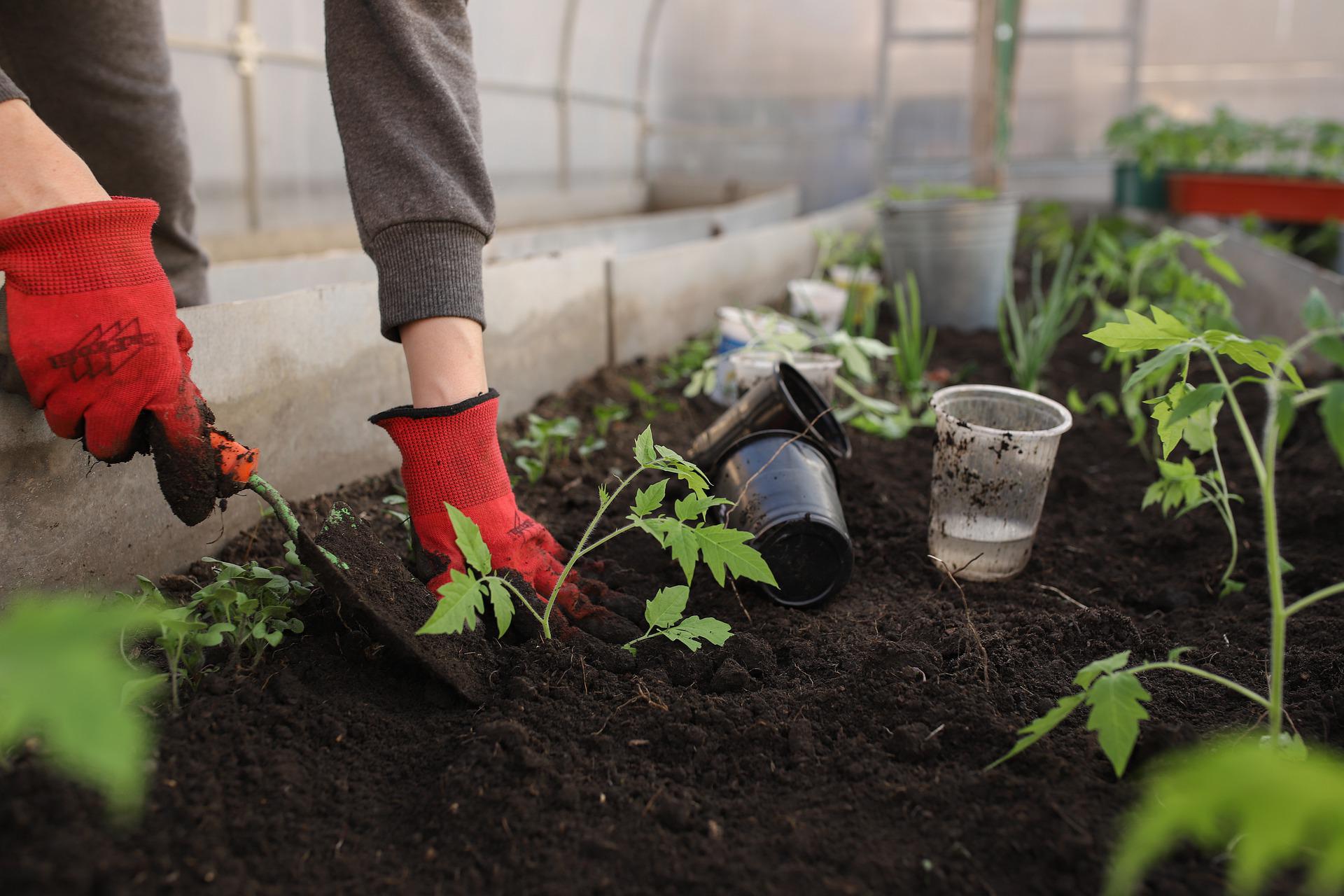 疫情下室內植物正夯　研究發現：園藝活動有助對抗壓力和抑鬱、提升心理健康